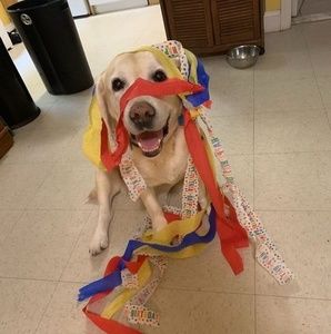 Meet your Posher, Julie